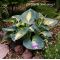 Hosta Dream weawer