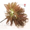 Graines d'Acer matsumurae dissectum garnet