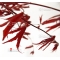 acer palmatum seeds purple ghost