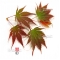Graines d'Acer palmatum variété 9001