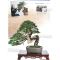 BONSAI FOCUS N° 89