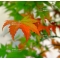 Acer PALMATUM set of 50 trees