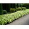 Hakonechloa macra 'Aureola' set of 5 grass