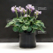 Hosta Blue mouse ears pot 3 litres