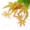 graines d'acer palmatum orange dream