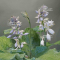 Hosta Diamond lake