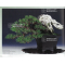 BONSAI FOCUS N° 119