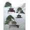 BONSAI FOCUS N° 121