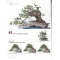 BONSAI FOCUS N° 124