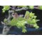 crataegifolium veitchi
