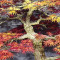acer palmatum seigen ref :042025