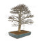 Acer buergerianum ref :21020253