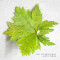 acer circinatum gees witchs broom