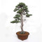 juniperus rigida ref: 19070251
