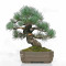 Pinus pentaphylla ref : 16120254