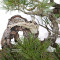 PINUS PENTAPHYLLA ref: 13010261