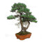 PINUS PENTAPHYLLA ref: 28070261