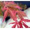 acer palmatum geisha gone's wild