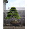 Year-round organic bonsai fertilizer