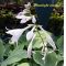 Hosta Moonlight sonata