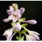 Hosta Sunshine glory