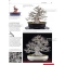 BONSAI FOCUS N° 84