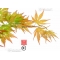 acer palmatum seeds variety 9001