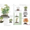 BONSAI FOCUS N° 93