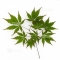 set of 6 bags of seeds japanese maple