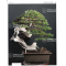 BONSAI FOCUS N° 107