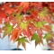 Acer PALMATUM set of 50 trees