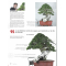 BONSAI FOCUS N° 114