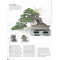 BONSAI FOCUS N° 124