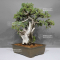 Juniperus rigida 1711237