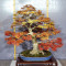 acer palmatum seigen ref :042025