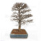 Acer buergerianum ref :21020253