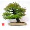 acer palmatum arakawa from seedling 0.3 LITER POT