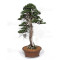 juniperus rigida ref: 19070251