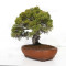 juniperus chinensis itoigawa ref 12020255