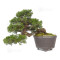 Juniperus chinensis itoigawa 12020254