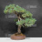 Pinus pentaphylla ref: 30060268