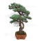 PINUS PENTAPHYLLA ref: 28070261