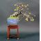 Mini bonsai ilex, malus and fruit handbook N°5