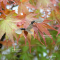 Graines d'acer palmatum arakawa 60 graines