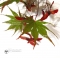 EPUISE Graines d'Acer Amoenum Sumi nagashi