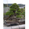 Organic manure for bonsai medium size