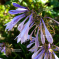 Hosta Praying hands