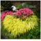 Hakonechloa All Gold Japanese forest grass