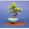 Mini bonsai Juniperus rigida handbook N°8