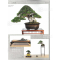 Bonsai focus magazine 108